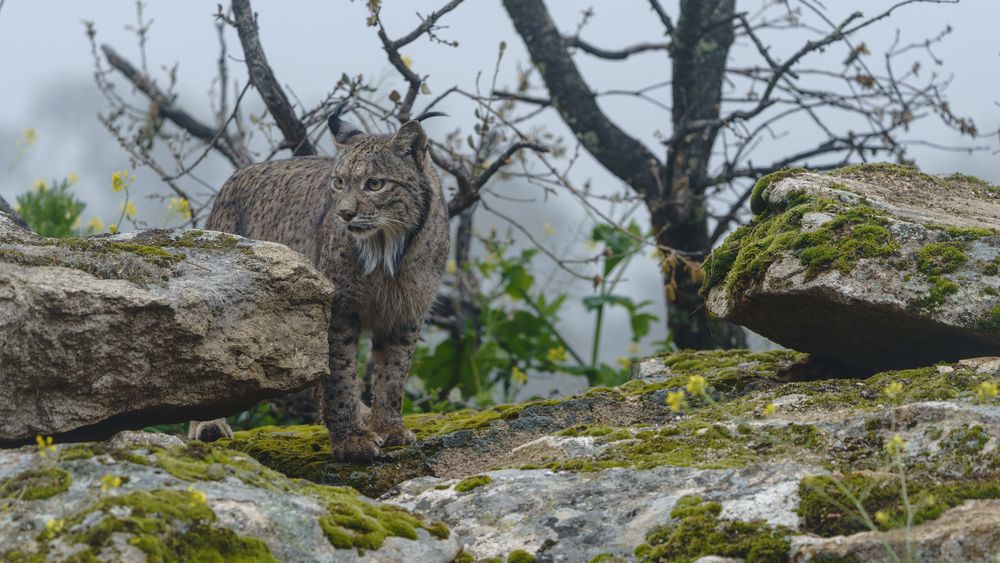 Iberian Lynx