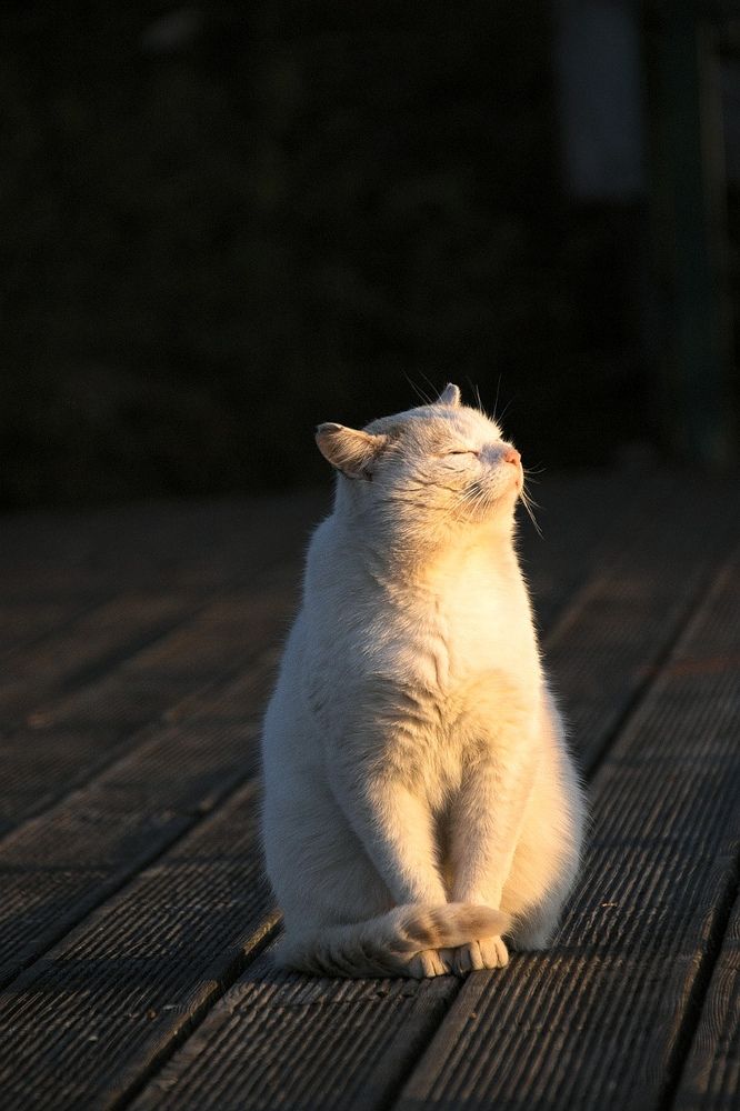 Фотография автора Юлия Стеценко