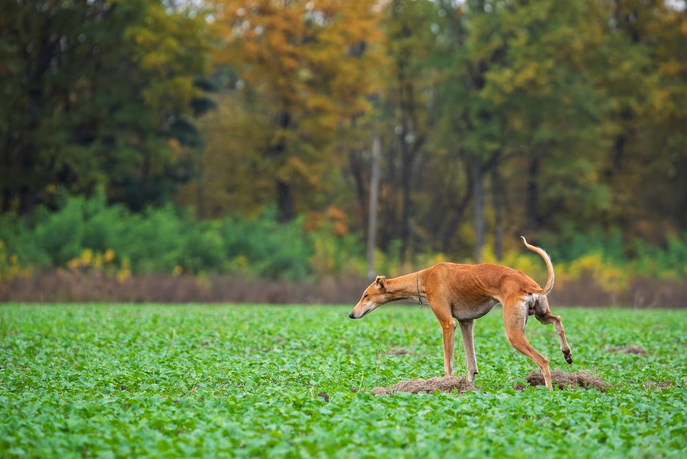 Photograph by наталья залогина