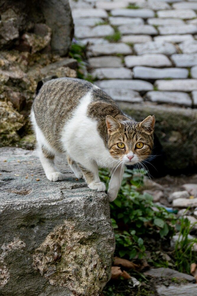 Фотография автора Eletskikh Georgii