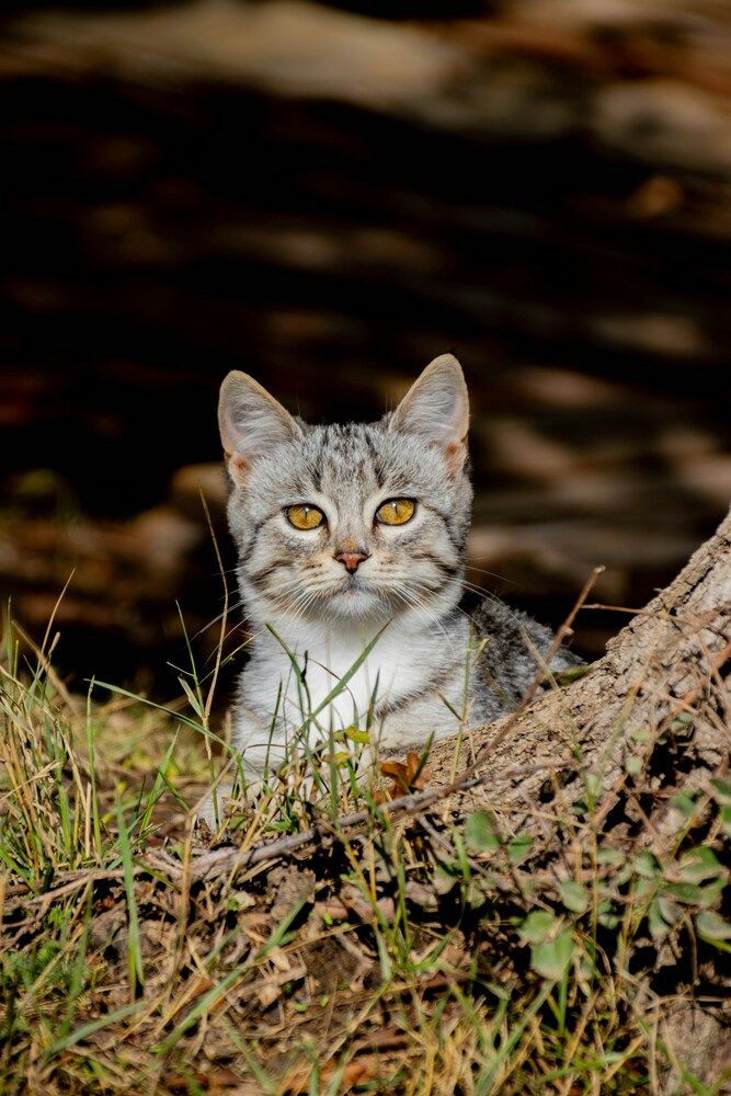 Фотография автора Eletskikh Georgii