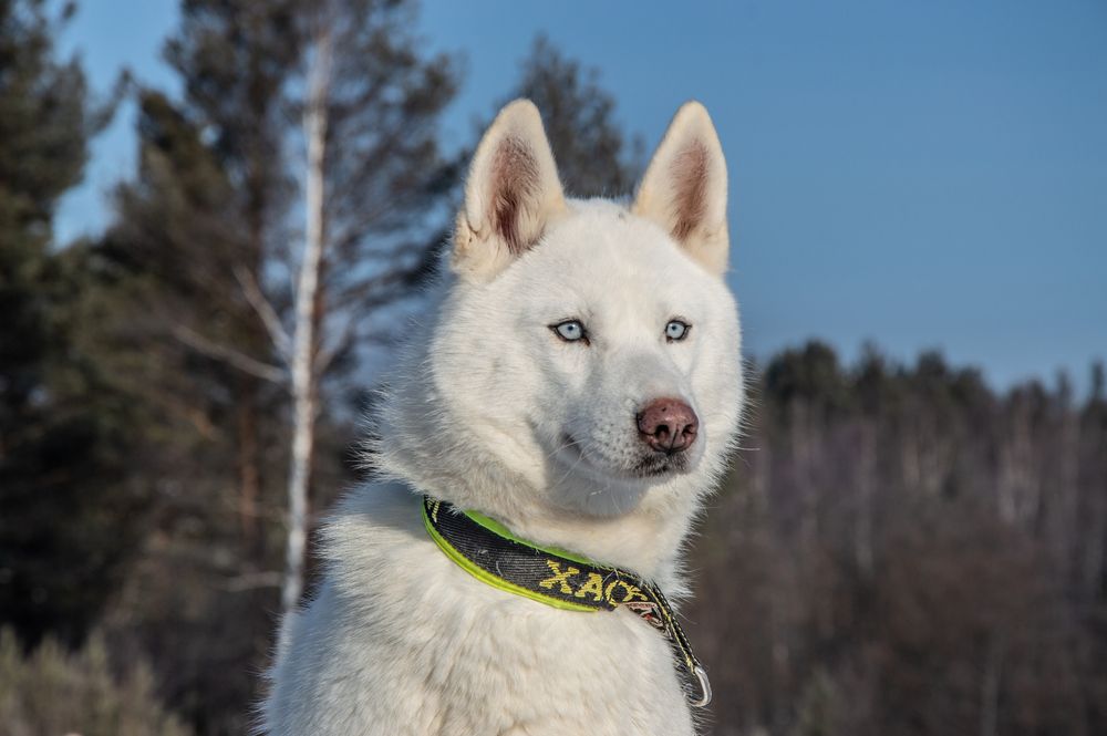 Photograph by Дмитрий Анисимов