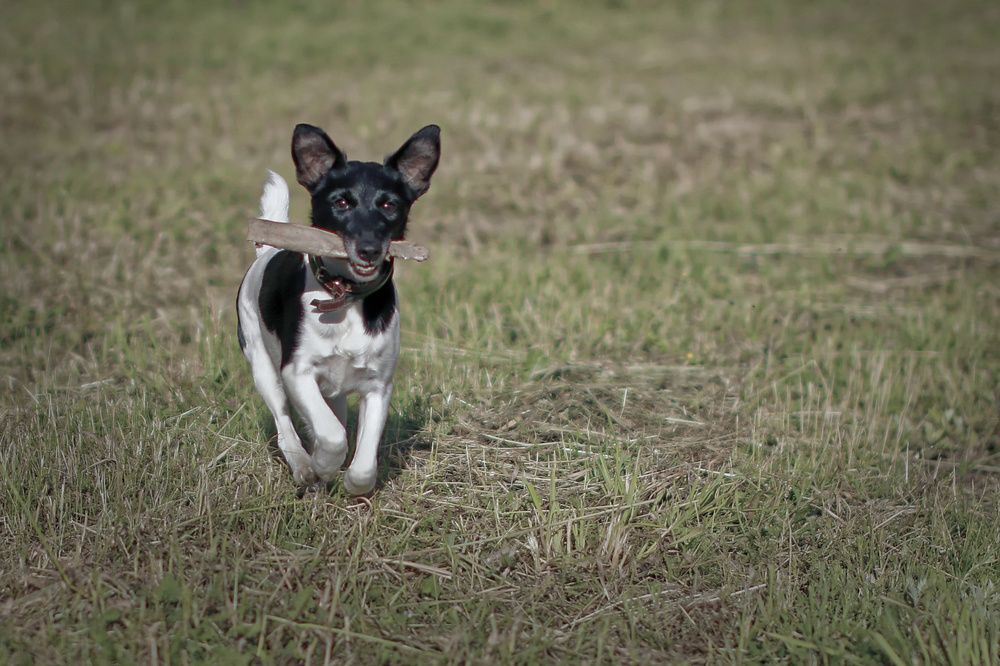 Фотография автора Анатолий Дауров