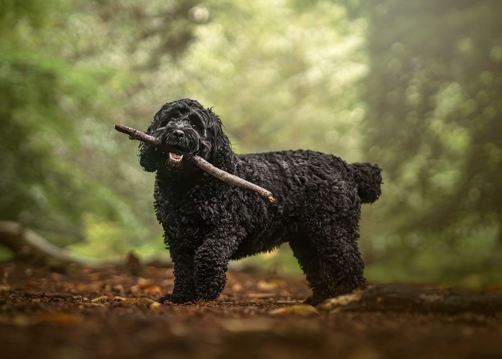 Photograph by Collette Cassell