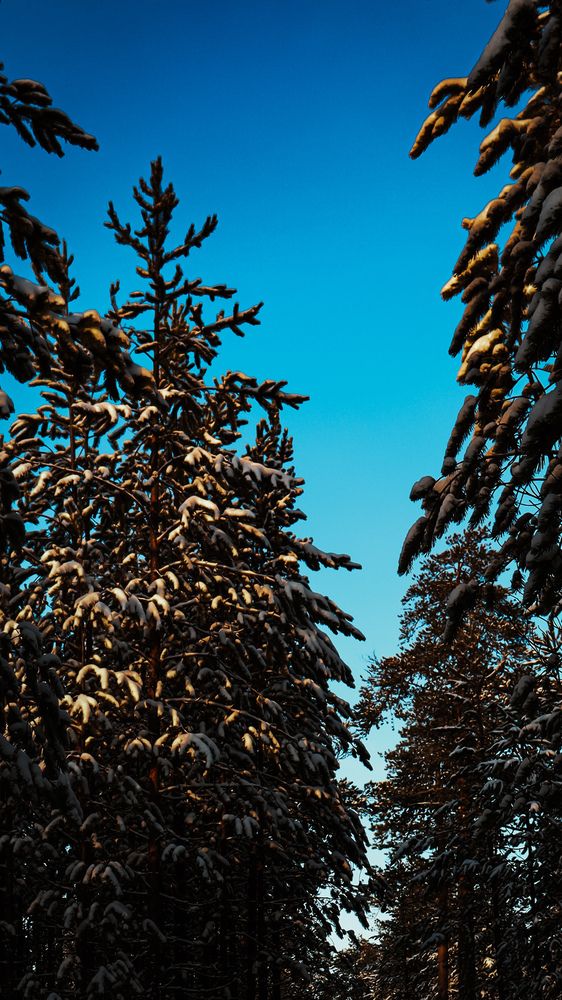 Photograph by Мария Мосина