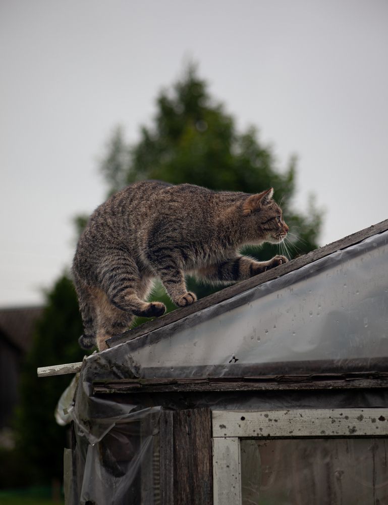 Фотография автора Оля Горская