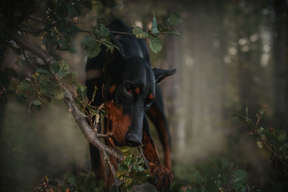 Photograph by Альвина Кузнецова