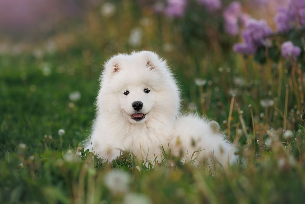 Фотография автора Тамара Дмитриева