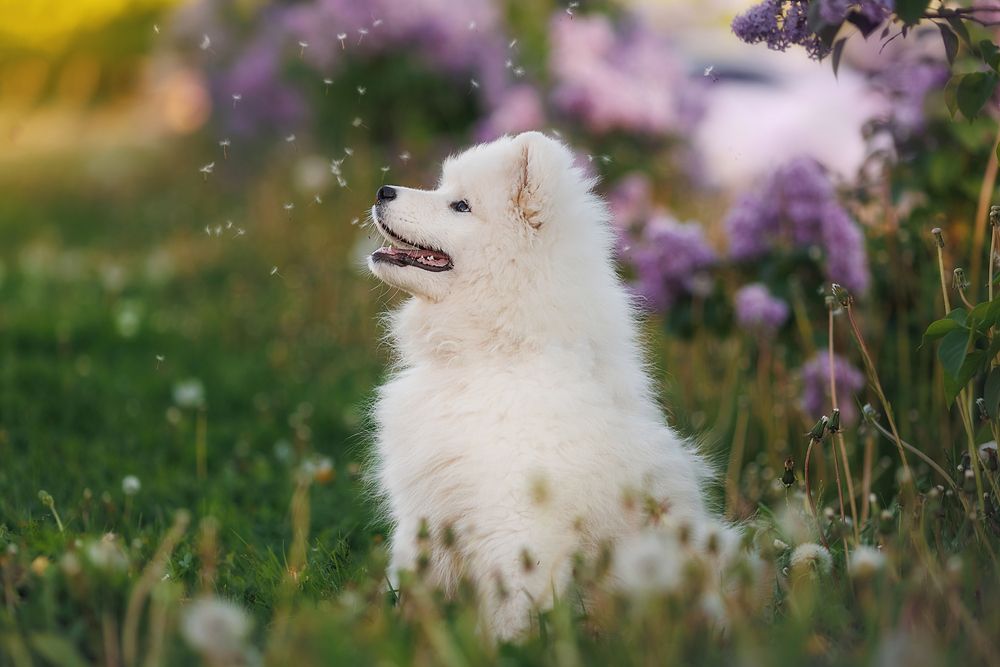 Photograph by Тамара Дмитриева