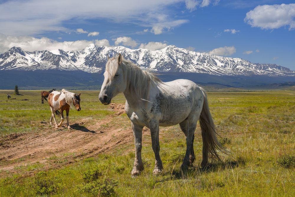 На фоне гор