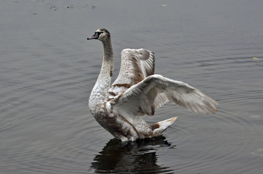 Фотография автора Антип