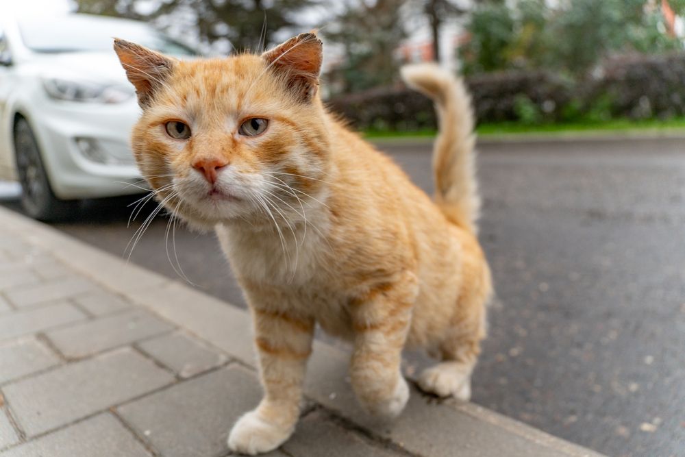 Photograph by Александр Колляков