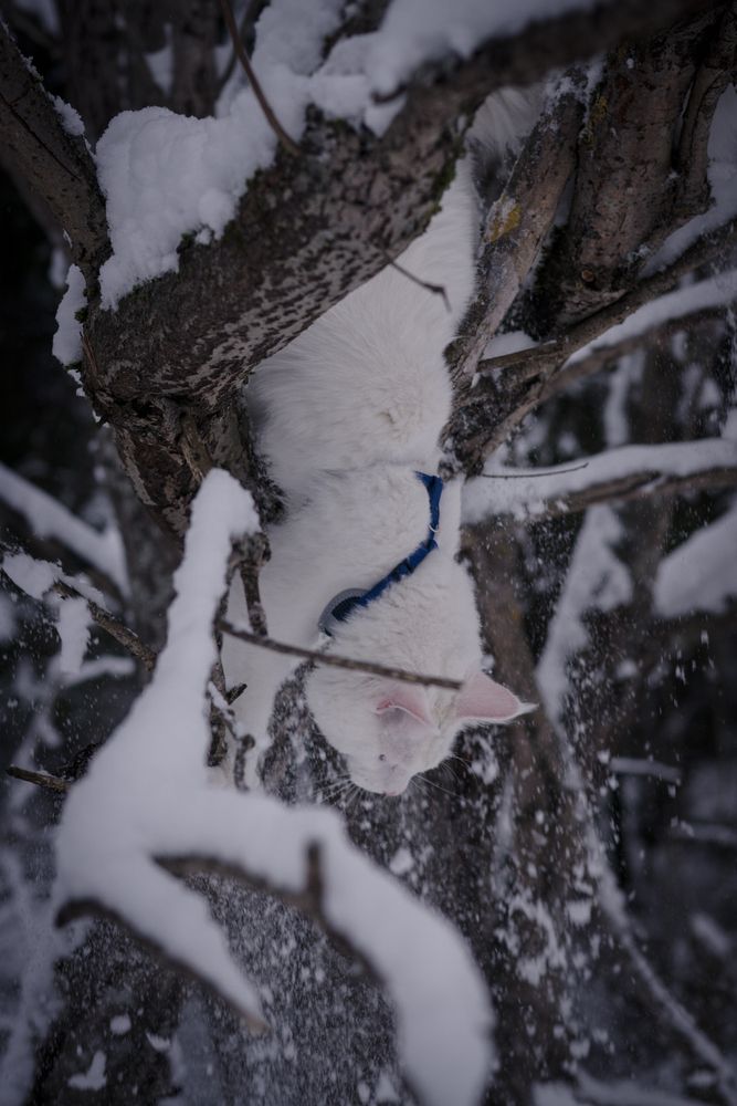 Photograph by Света Трифоненкова