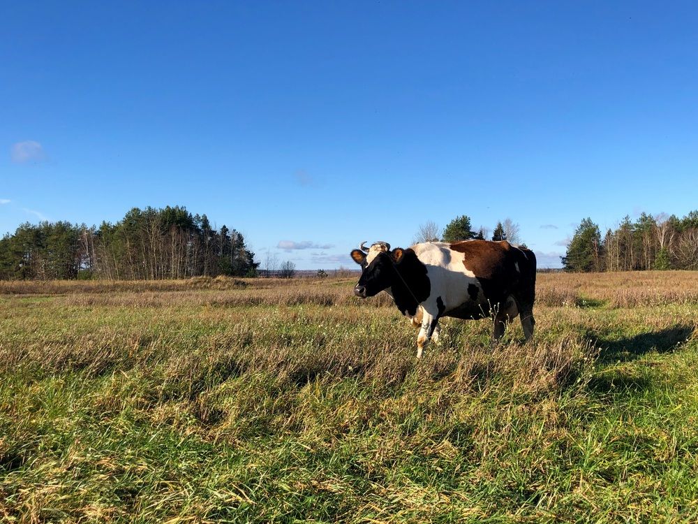 Photograph by Halina Mitsevich