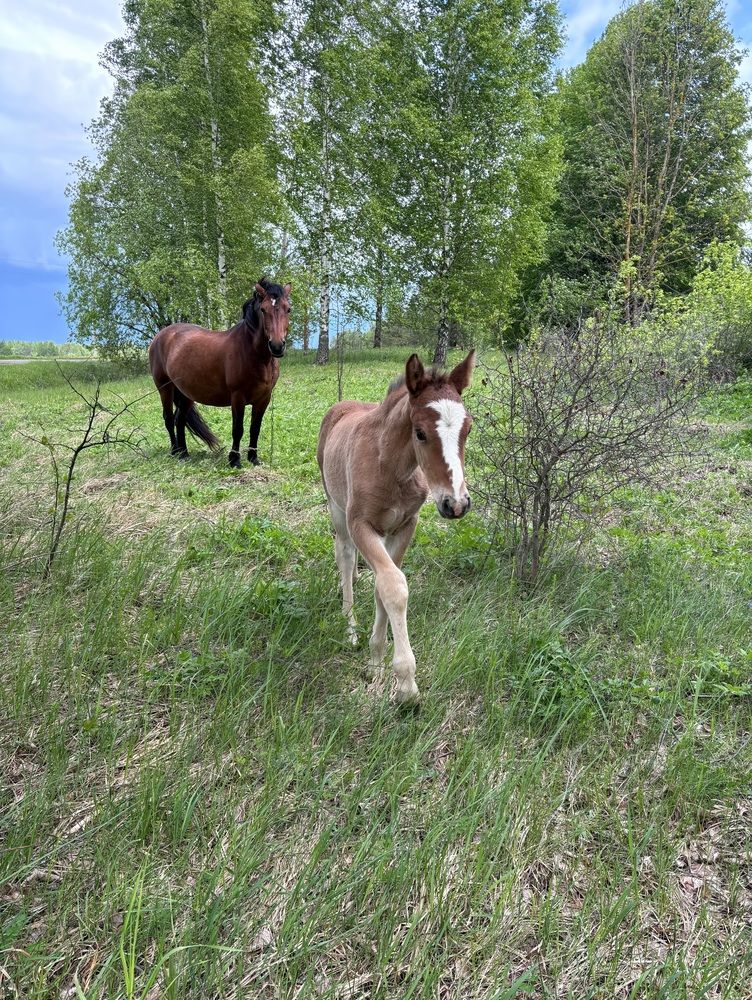 Photograph by Halina Mitsevich