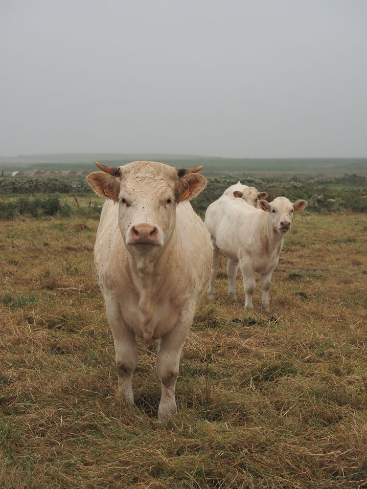 Photograph by Александра Шилова
