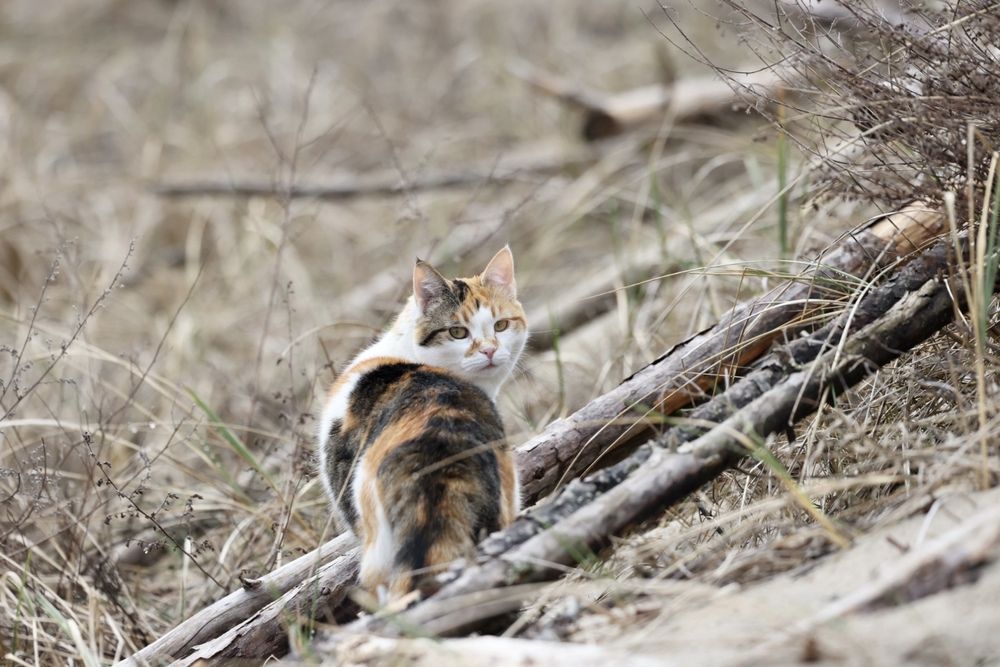 Photograph by Одаренко Ольга