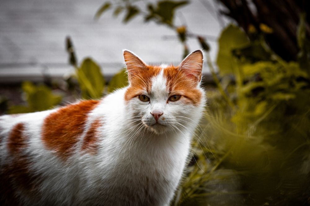 Фотография автора Дима Конкин