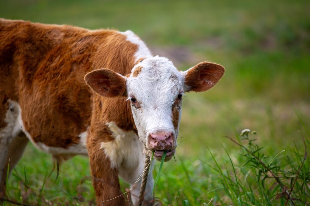 Фотография автора Дима Конкин