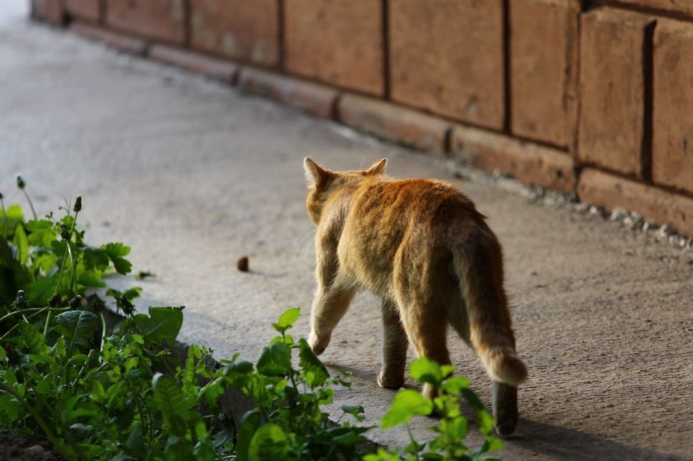 Фотография автора Дима Конкин