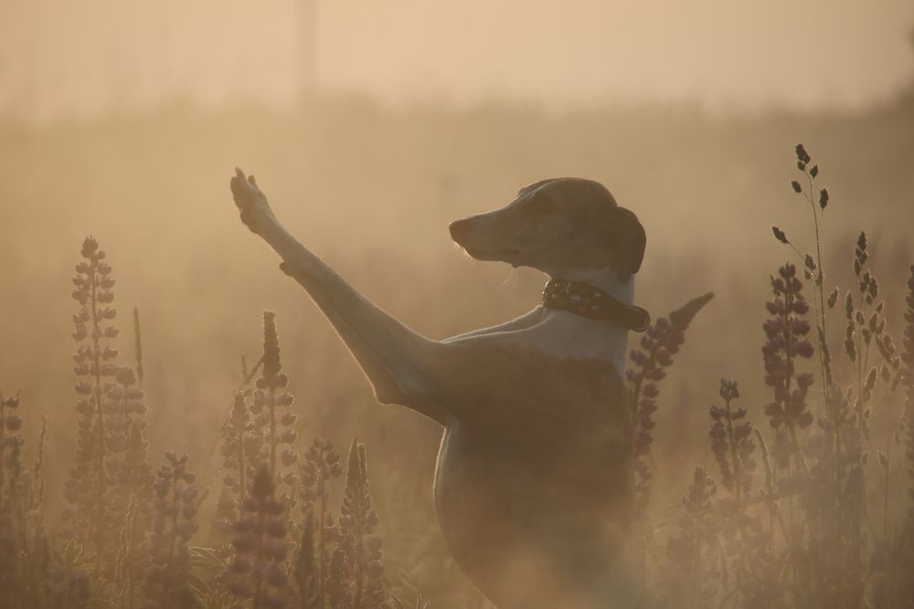 Photograph by Дашима