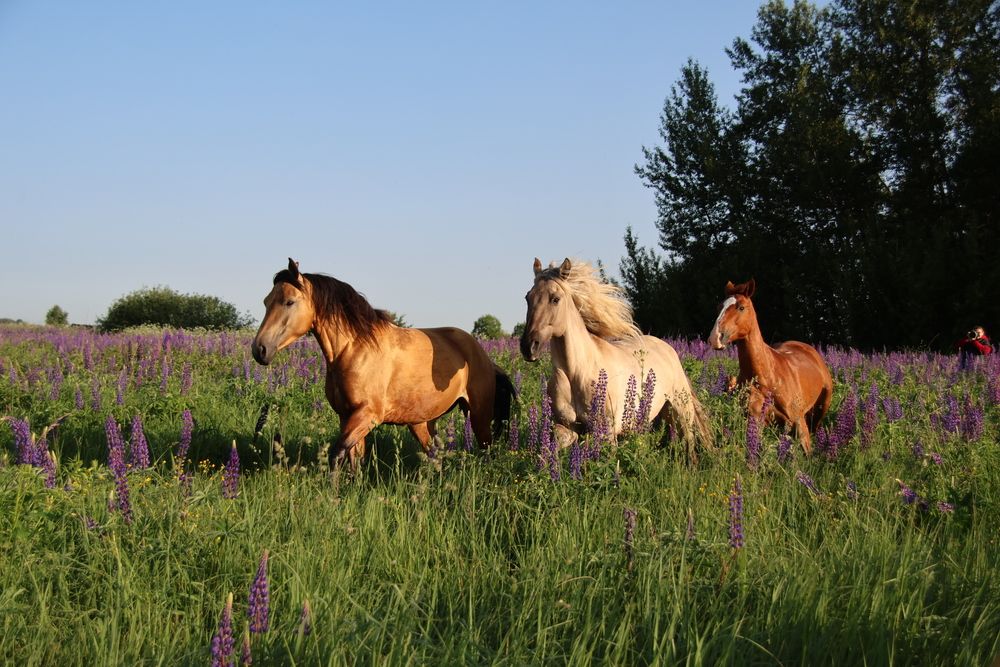 Photograph by Дашима