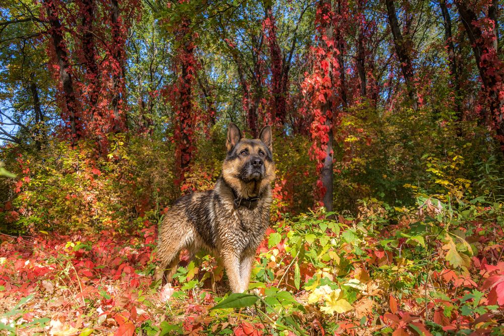 Фотография автора Наталья Димова