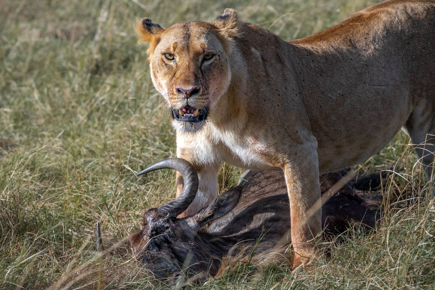 Фотография #12790019