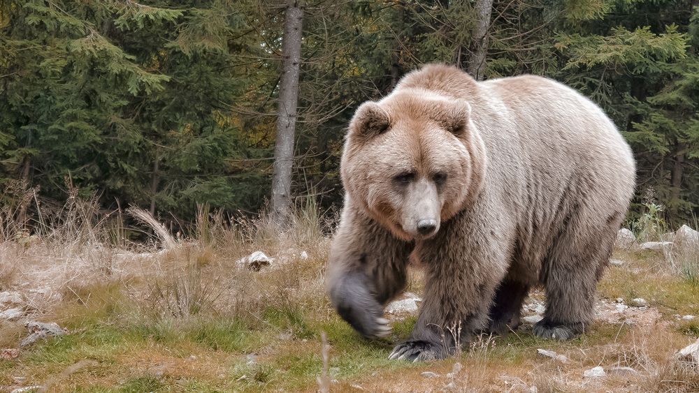 Не провожай меня в осень
