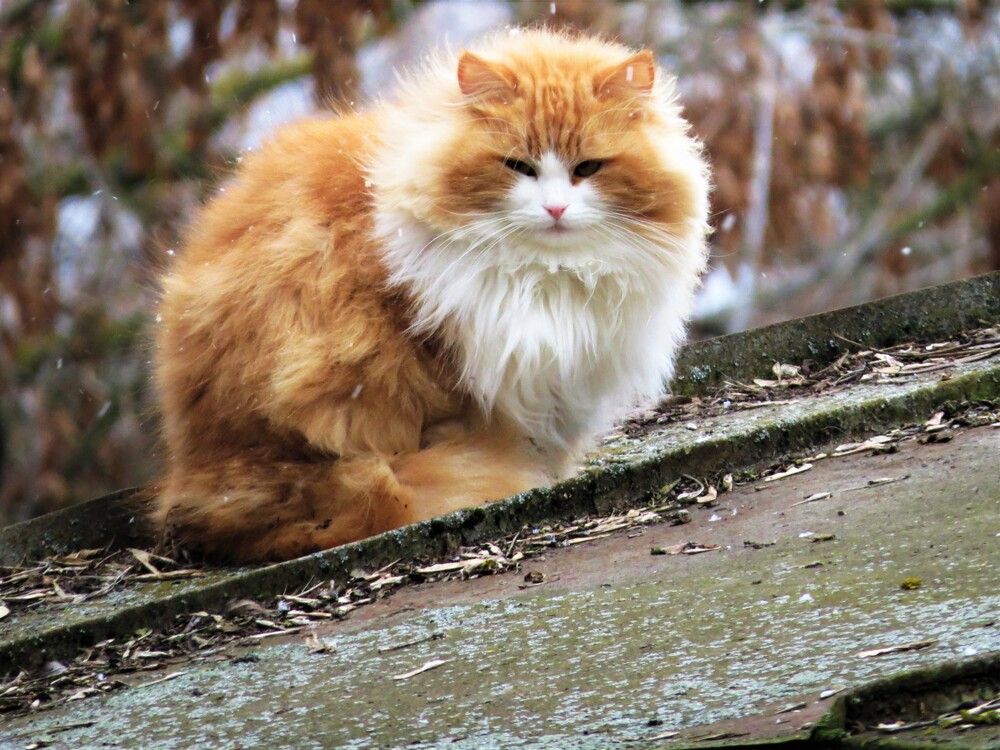 Photograph by Лариса Басова