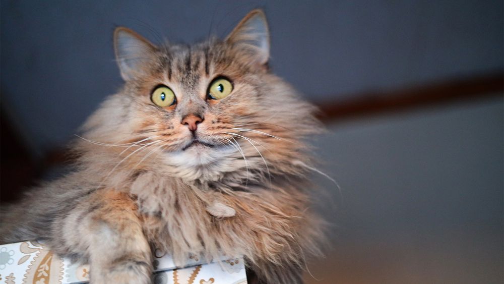 Photograph by Владимир Коровин