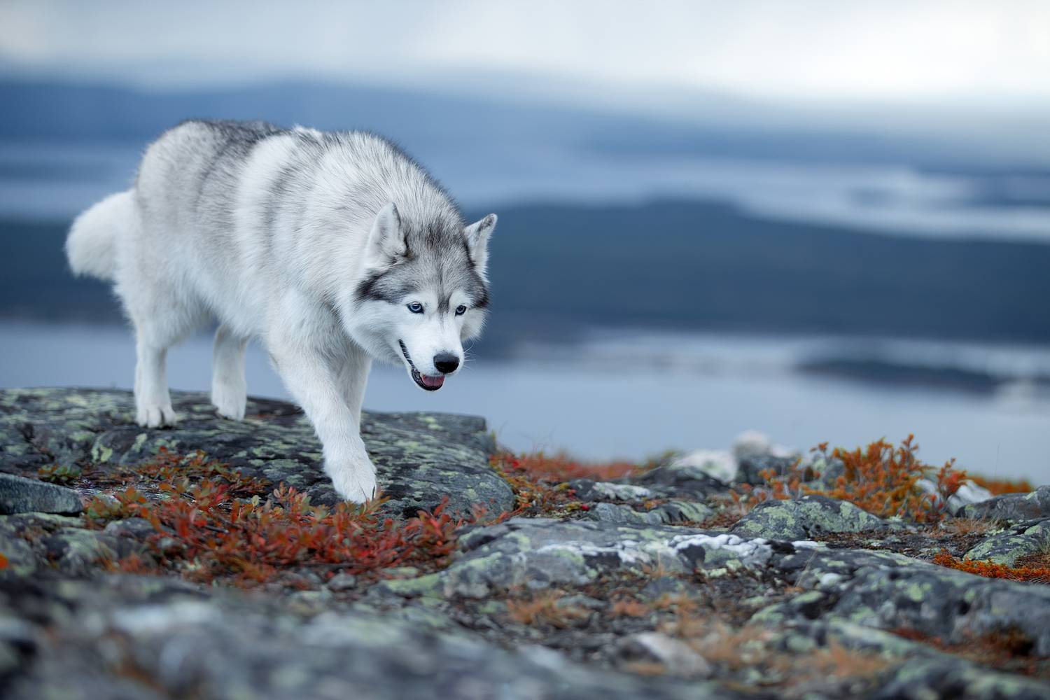 Фотография #12790152