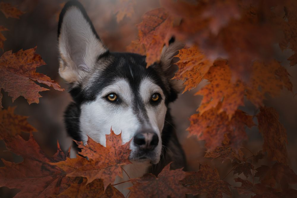 Photograph by Светлана Писарева