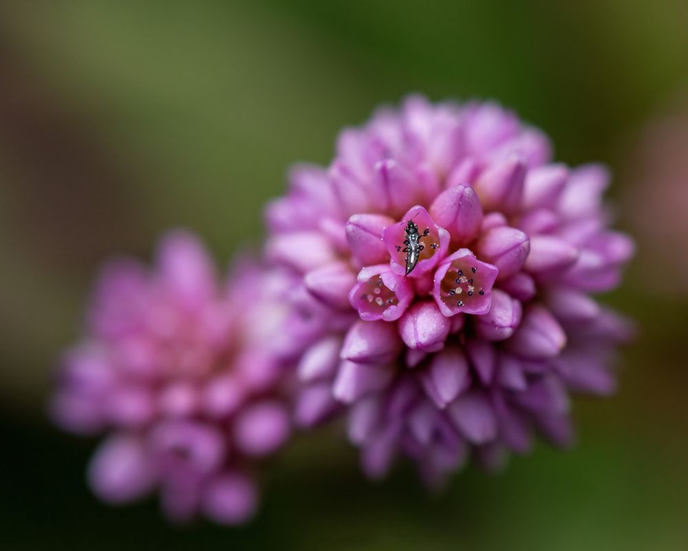 Photograph by Shehan Dondeenu