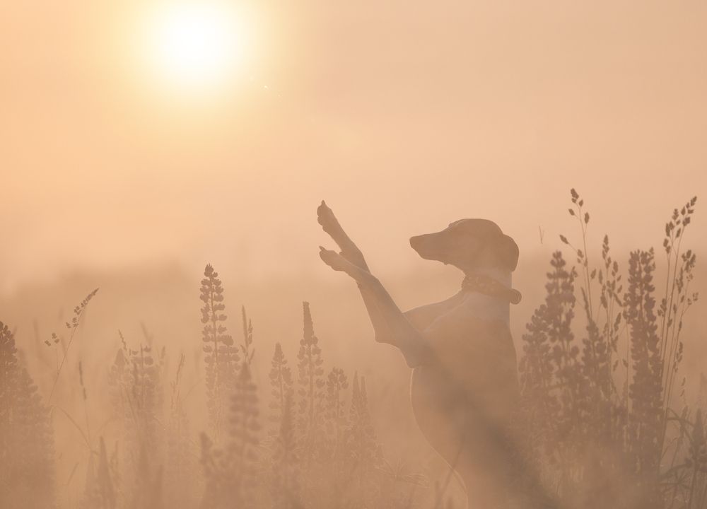 Photograph by Юлия Болдинова