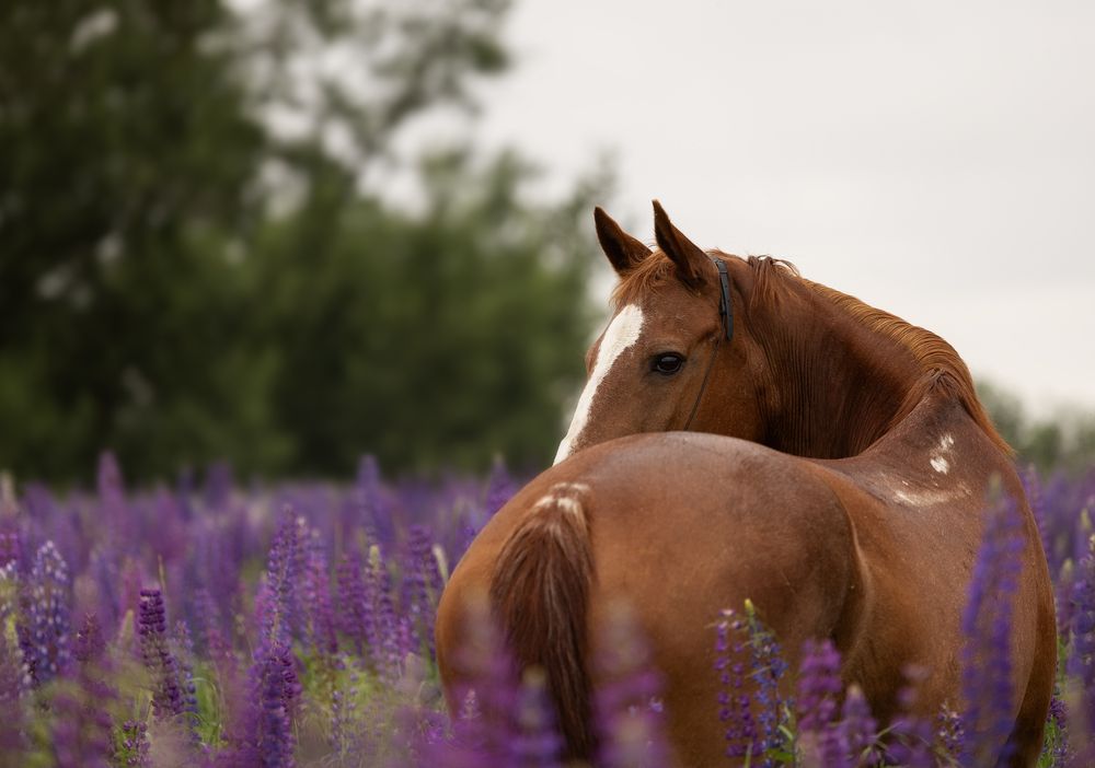 Photograph by Юлия Болдинова