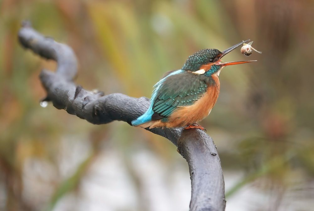 Photograph by Thierry Lagnel