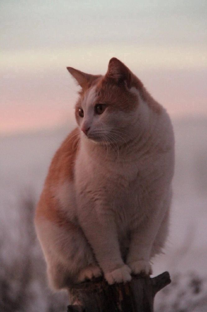 В лунном сияньи