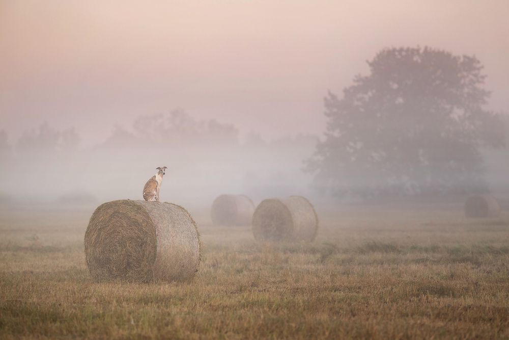 Photograph by Elena Yakuseva