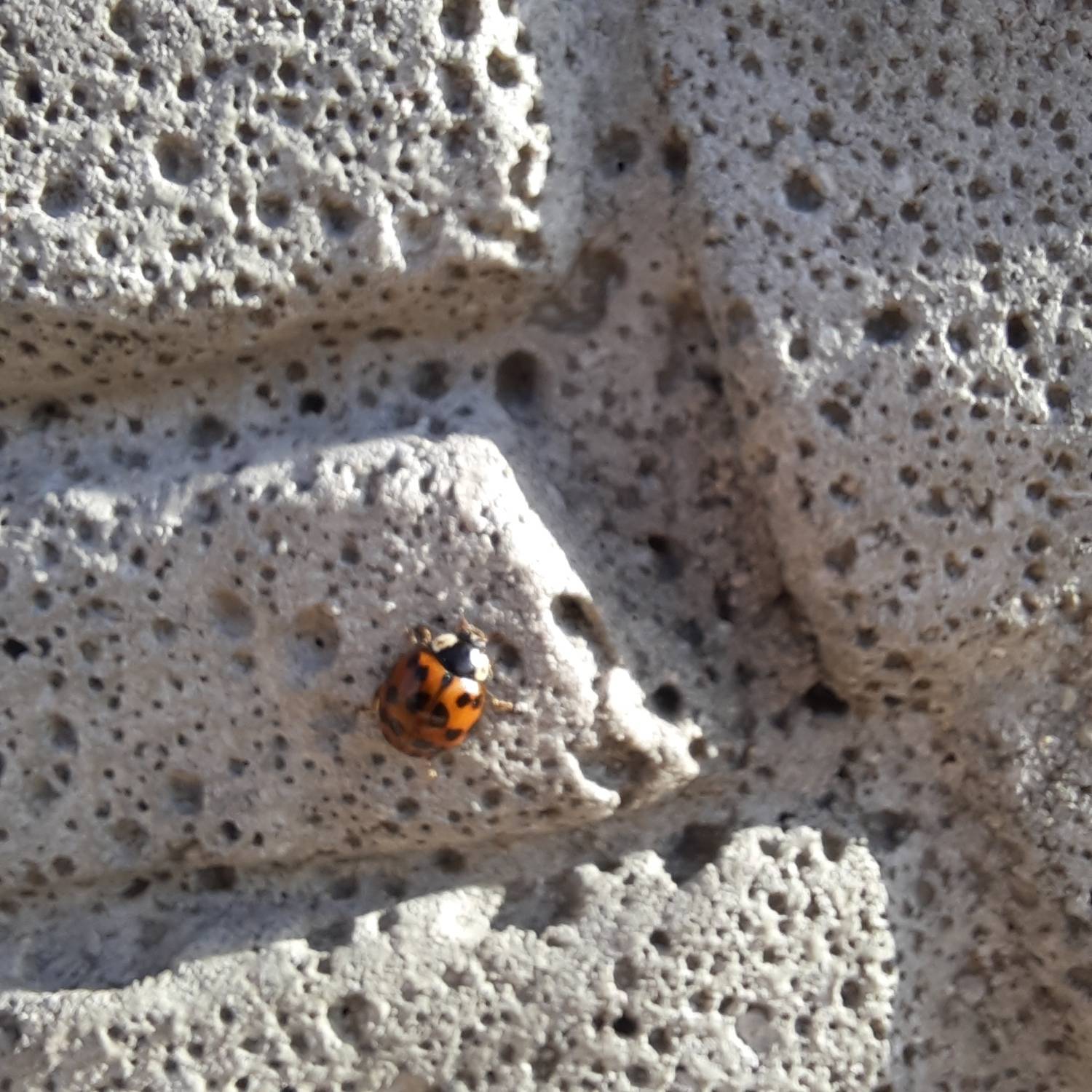 Photo #12790735