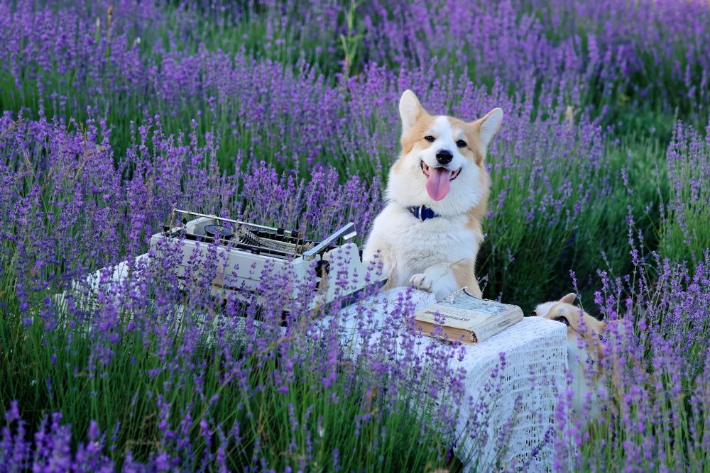 Моцарт и Сальери