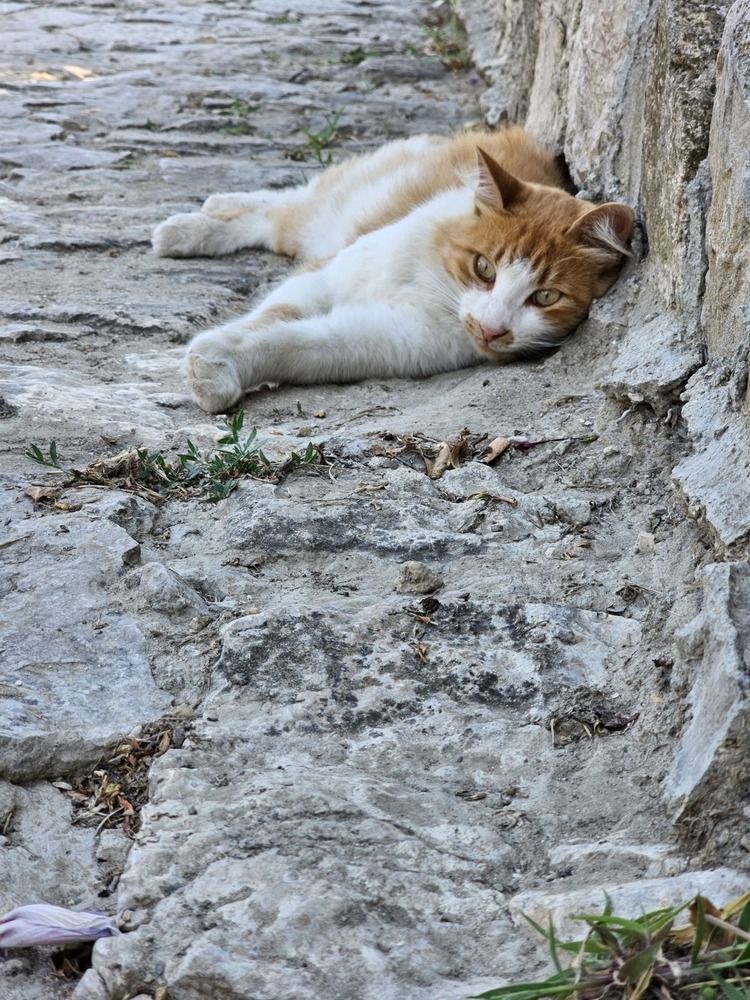 Фотография автора Наталья Коршунова