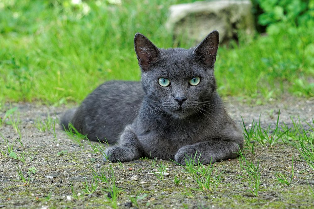 Суровая грация