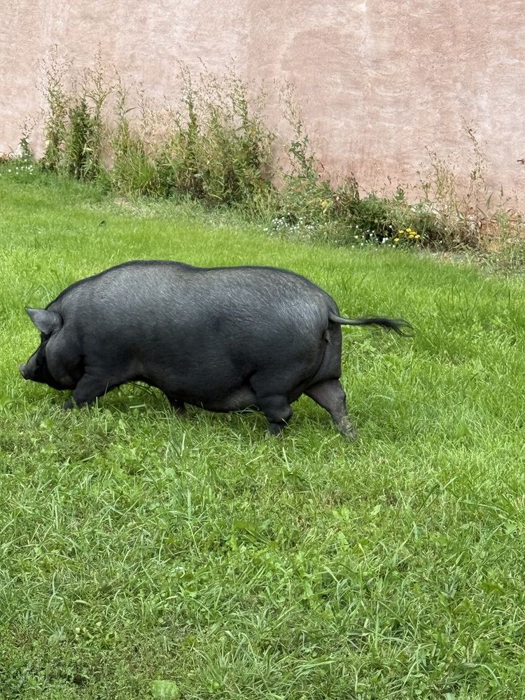 Фотография автора Виктория Ляпина