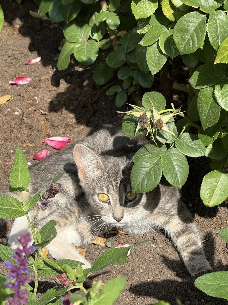 Фотография автора Виктория Ляпина