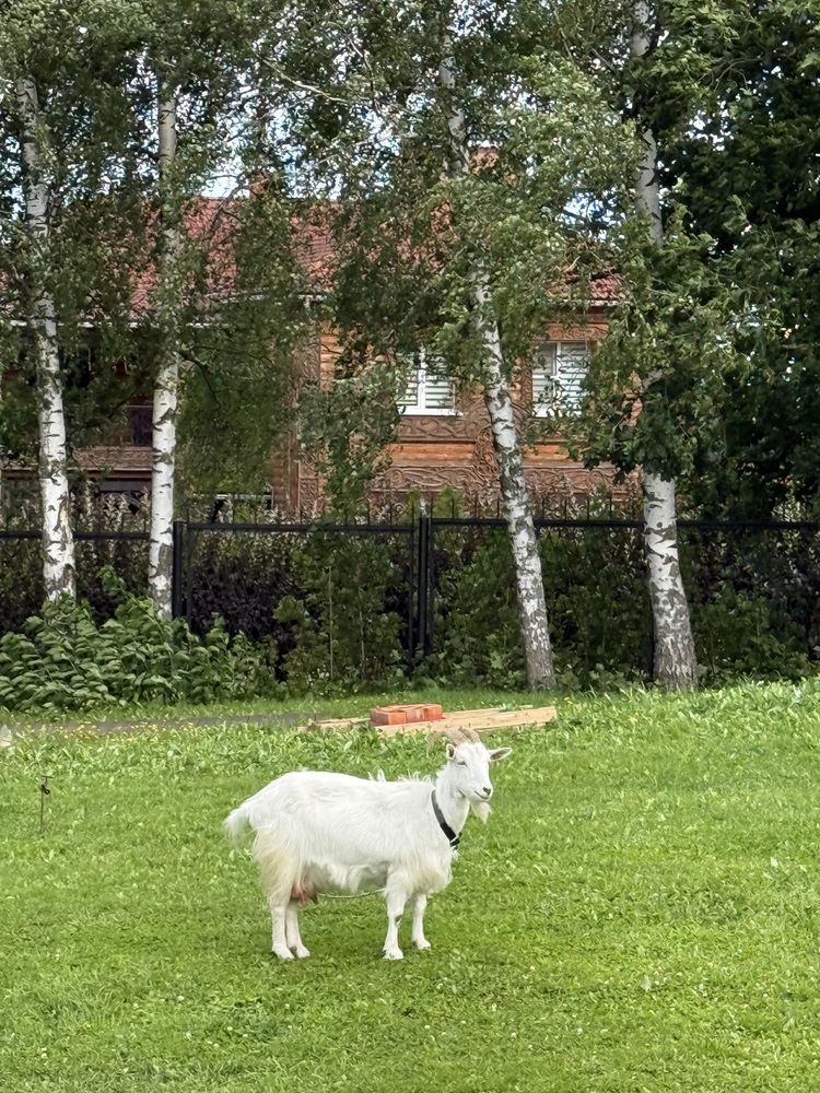 Фотография автора Виктория Ляпина