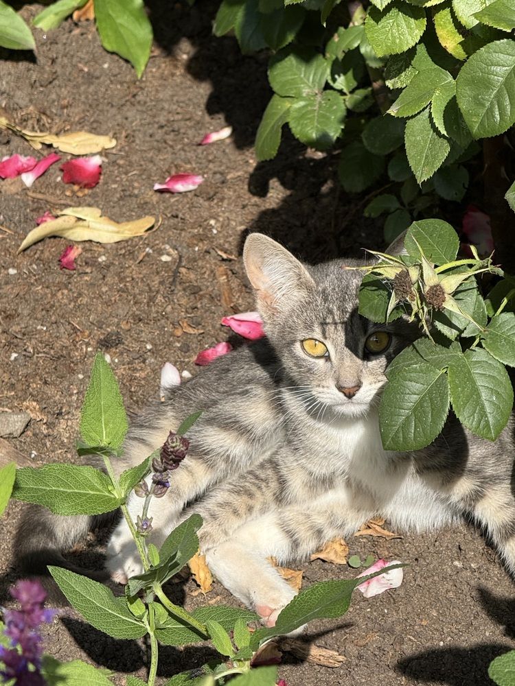 Фотография автора Виктория Ляпина