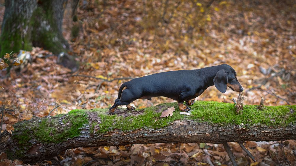 Photograph by Tímea Tóthné Zabos