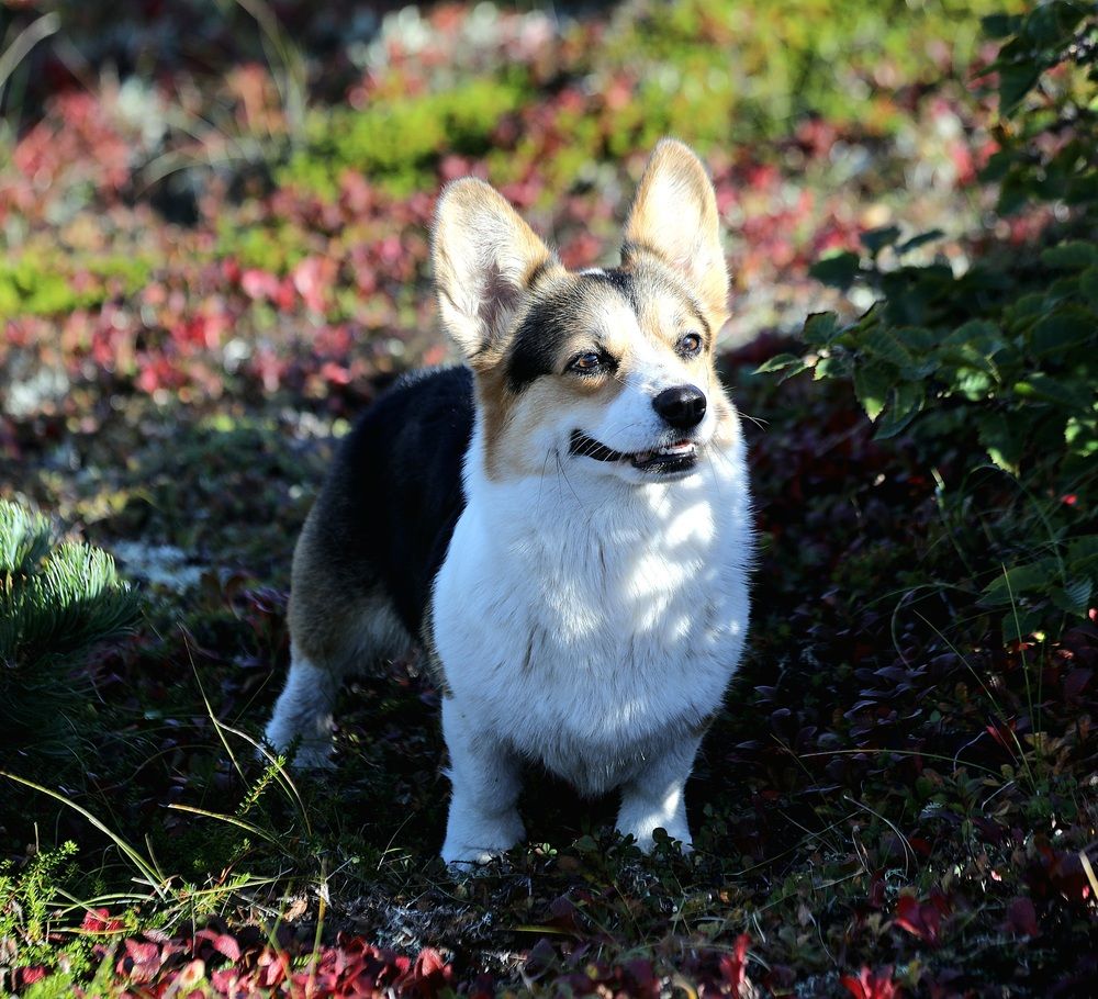 Photograph by Лариса Ким