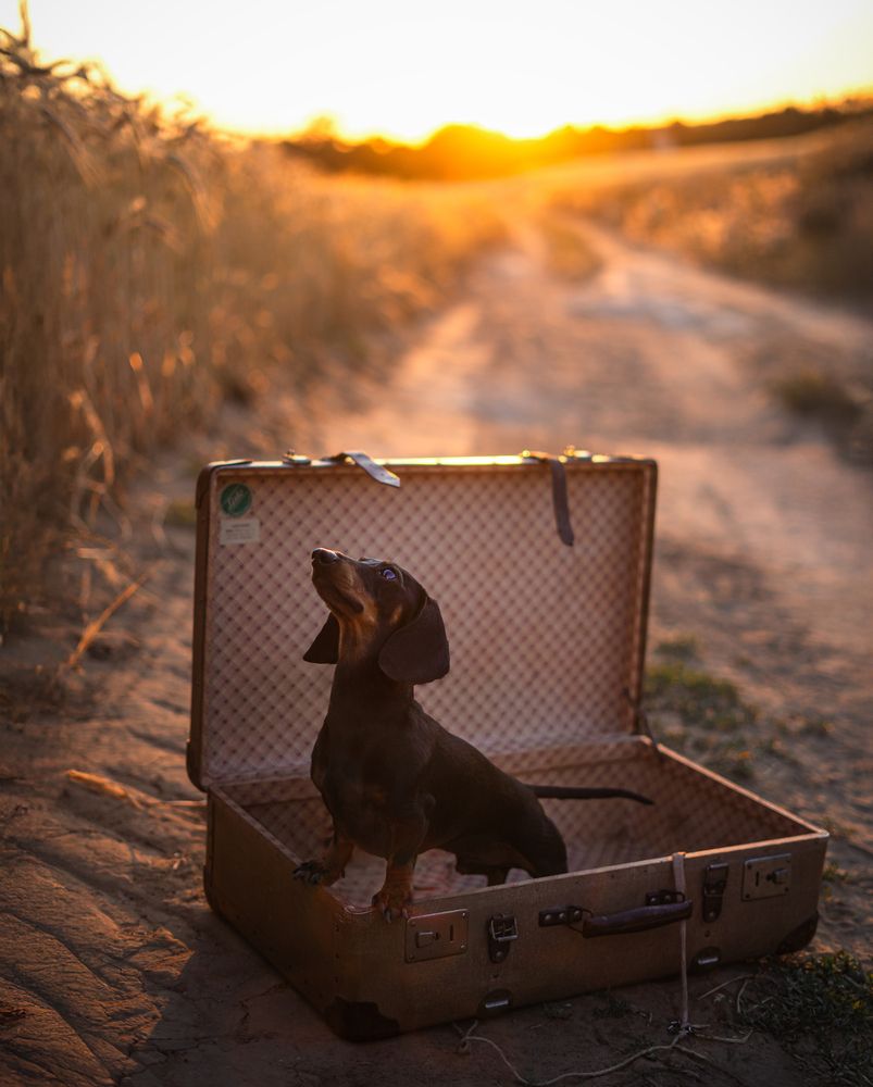Photograph by Tímea Tóthné Zabos